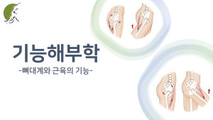 기능해부학 : 뼈대계와 근육의 기능