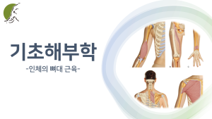 기초해부학 : 인체의 뼈대 근육